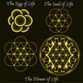 Brass flower of life evolution, egg, sacred geometry seed symbols Royalty Free Stock Photo