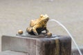 Brass frogs at water fountain in Torun