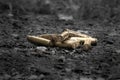 Brass gun shells lying on the black ground Royalty Free Stock Photo