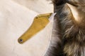 Brass knife on a fur pelts