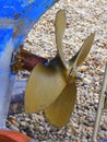 Brass propeller of fishing boat