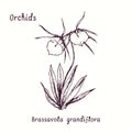 Brassavola grandiflora Lady of the Night orchid orchids flower collection. Ink black and white doodle drawing Royalty Free Stock Photo