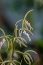 Brassavola-like Panarica, Prosthechea brassavolae, flowering Royalty Free Stock Photo