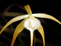 Brassavola orchid Royalty Free Stock Photo