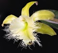 Brassavola Orchid Royalty Free Stock Photo