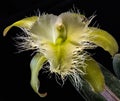 Brassavola Orchid Royalty Free Stock Photo