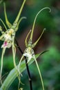 Brassia caudata, spider orchids in Costa Rica