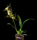 Brassia maculata Royalty Free Stock Photo