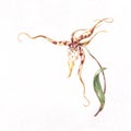 Brassia orchid corner pattern Royalty Free Stock Photo