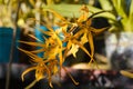 Brassia orchid yellow flower close up Royalty Free Stock Photo