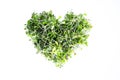 Brassica broccoli and red cabbage microgreens in heart shape Royalty Free Stock Photo