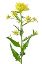 Brassica campestris flower