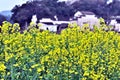 brassica campestris at wuyuan Royalty Free Stock Photo