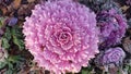 Brassica Flower cabbage