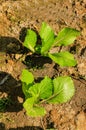 Brassica juncea Royalty Free Stock Photo