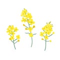 Brassica napus, rapeseed, colza, oil seed, canola vector illustration. The concept of rapeseed oil or honey. Flat vector Royalty Free Stock Photo