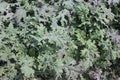 Brassica napus var. pabularia, Red Russian kale cultivar KTK-64