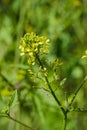 Brassica nigra