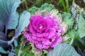 Brassica oleracea or acephala. Ornamental kale. Flowering decorative purple-pink cabbage plant and the first snow with Royalty Free Stock Photo