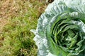 Brassica oleracea capitate leaves vegetable in organic field garden farm Royalty Free Stock Photo