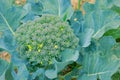 Brassica oleracea Royalty Free Stock Photo