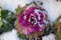 Flowering Kale, Ornamental Cabbage in snow