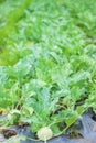 Brassica oleracea Gongylodes Group in organic vegetable farm , natural patterns background Royalty Free Stock Photo