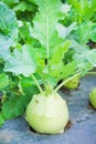 Brassica oleracea Gongylodes Group in organic vegetable farm , natural patterns background Royalty Free Stock Photo