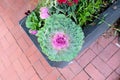 Brassica Oleracea Ornamental Cabbage and Kale in a wooden planter