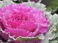 Brassica oleracea Pink cabbage