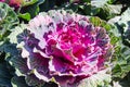 Brassica oleracea or pink purple cabbage vegetable farm garden close up background Royalty Free Stock Photo