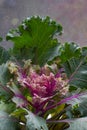 Brassica oleracea, acephala, Autumn ornamental kale, purple cabbage plant on light background