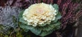 Brassica oleracea var. acephala. Ornamental cabbage. White and green. Pink heather. Autumn climate.