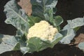 Brassica oleracea var. botrytis, PUSA Snowball cauliflower Royalty Free Stock Photo