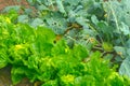 Brassica rapa subsp. rapa and Brassica rapa subsp. pekinensis blooming in the vegetable garden Royalty Free Stock Photo