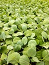 Brassica seedling on a tray grows uniformly in nursery