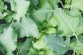 Brassica vegetable garden bed: kohlrabi leaves plus pak choi growing with rain droplets Royalty Free Stock Photo