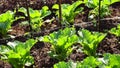 Brassicaceae or Brassica juncea