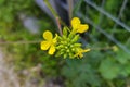 Brassicaceae family spring flower blossomed