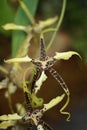 Brassidium orchid Royalty Free Stock Photo