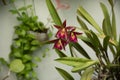 Brassocattleya dark red flowers