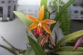 Brassocattleya Hoku Gem flowers close up