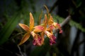 Brassocattleya Hoku Gem flowers close up Royalty Free Stock Photo