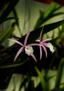 Brassocattleya violet flowers