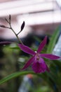 A Brassocattleya orchid flowers