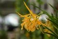 Brassocattleya yellow orchid in a daylight