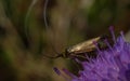 Brassy Longhorn moth Nemophora metallica
