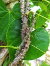 Bratawali Tinospora cordifolia