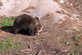 Braun bear walking on plain