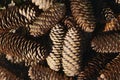 Braun fir cones as background